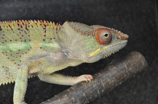 Chameleon pardálí