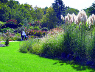 Argentinský Miscanthus (pampagrass) vykvétá
na přelomu léta a podzimu. V pozadí letničkový
záhon.