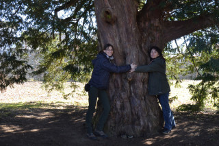 Tis ve Vilémovicích - nejstarší strom ve střední Evropě?