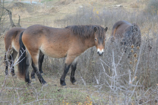 Exmoorský poník je prý nejpodobnější koním, co kdysi žili na našem území.