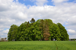 Židovský tyfový hřbitov v Havlíčkově Brodě