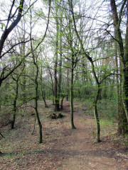 Kazínské hradiště je dnes zarostlé převážně listnatým lesem.