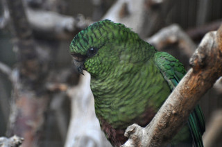 Papouščí zoo Bošovice