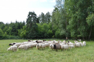  Stádo ovcí na Hvožďanské louce