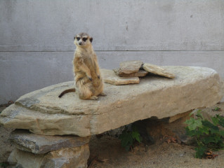 Jeseníky mají svoji ZOO