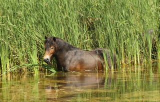 Vodu u břehů rybníka Jáma ovládli divocí koně