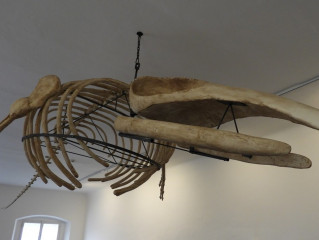 Malešovská velryba