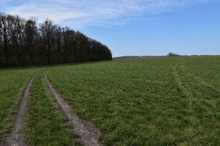 Cesta k rybníku Hladoměř na Svatojiřském potoce