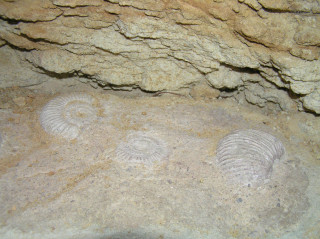 Modely zkamenělin schránek amonita