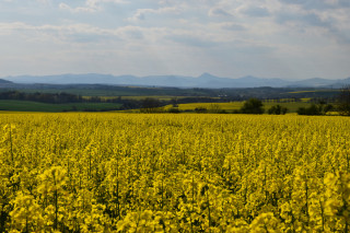 Panorama Českého středohoří od Brocna