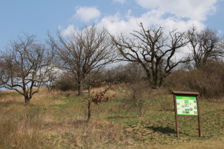 Patočkova hora nad Boskovickou brázdou