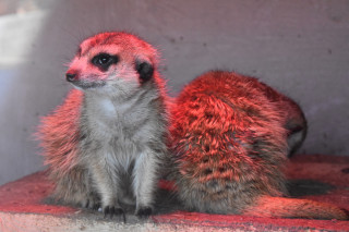 Vyhřívající se surikaty v domečku