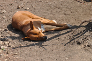 Odpočívající pes dingo