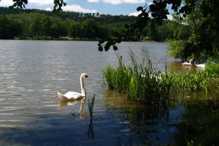 Lokalita Lanškrounské rybníky slouží k rekreaci ale i ochraně přírody.