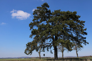 Památné borovice v polích za Polnou