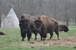 Jihočeské safari