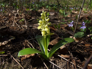 Za orchidejemi Súľovských skal