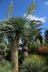 Palmová oáza uprostřed zlatých lánů jižní Moravy