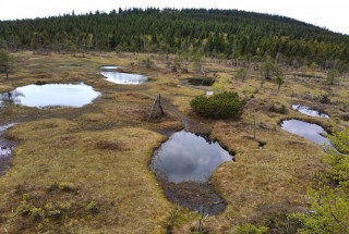 Rašeliniště Čihadla z vyhlídkové věže