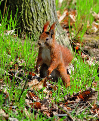 Veverka obecná, foto: Jaroslav Vogeltanz