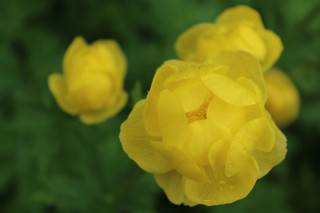 Nepřehlédnutelní krasavci mokřin i hor