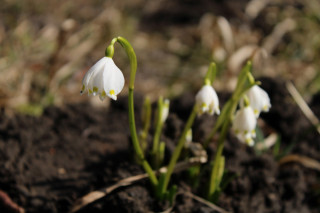 Kvetoucí bledule zdobí znak i prapor Třebichovic.