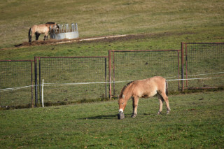 Koně Převalského v Dolním Dobřejově 