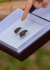 Brouci páchníci hnědí