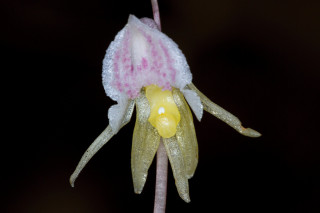 Sklenobýl bezlistý - "skleněná" orchidej