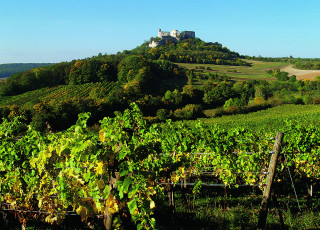 Hradní vrch Falkenstein vyrůstá
uprostřed vinic.