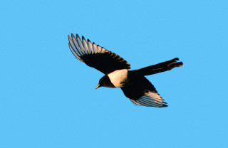 Straka obecná za letu (Jaroslav Vogeltanz)