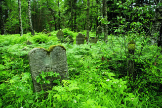 Lomnička – židovský hřbitov. Náhrobky s již špatně
čitelnými nápisy se téměř ztrácejí v bujné vegetaci.