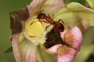 Mraveneček na květu kruštíku širolistého
