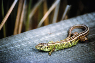 Ještěrka obecná – sameček