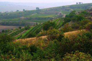 Strážní věž nad vinicemi