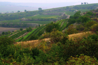 Strážní věž nad vinicemi