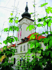 Žatec – město kde je pivo doma. Symbolizuje to i nejmenší chmelnice
na světě, rostoucí nedaleko žatecké radnice.