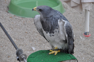 Káně orlí patří k chovancům, které v Česku v žádné zoo neuvidíte.