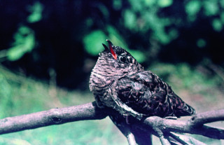 Kukačka obecná (Cuculus canorus)