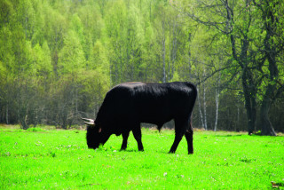 Návrat „praturů“ do Česka