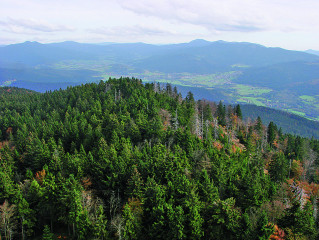 Hohenbogen versus Čerchov