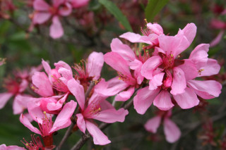 Mandloň nízká. Pestrým odstínem jí mezi našimi květy brzkého jara může konkurovat snad jen lýkovec jedovatý.
