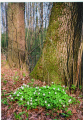 Jaro ve veselských lesích