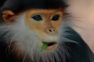 Langur duk – nejvzácnější primát v českých zoo