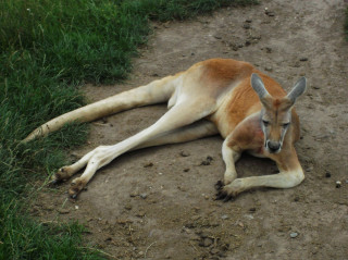 Zoopark Stěžery - exotika nedaleko Hradce Králové